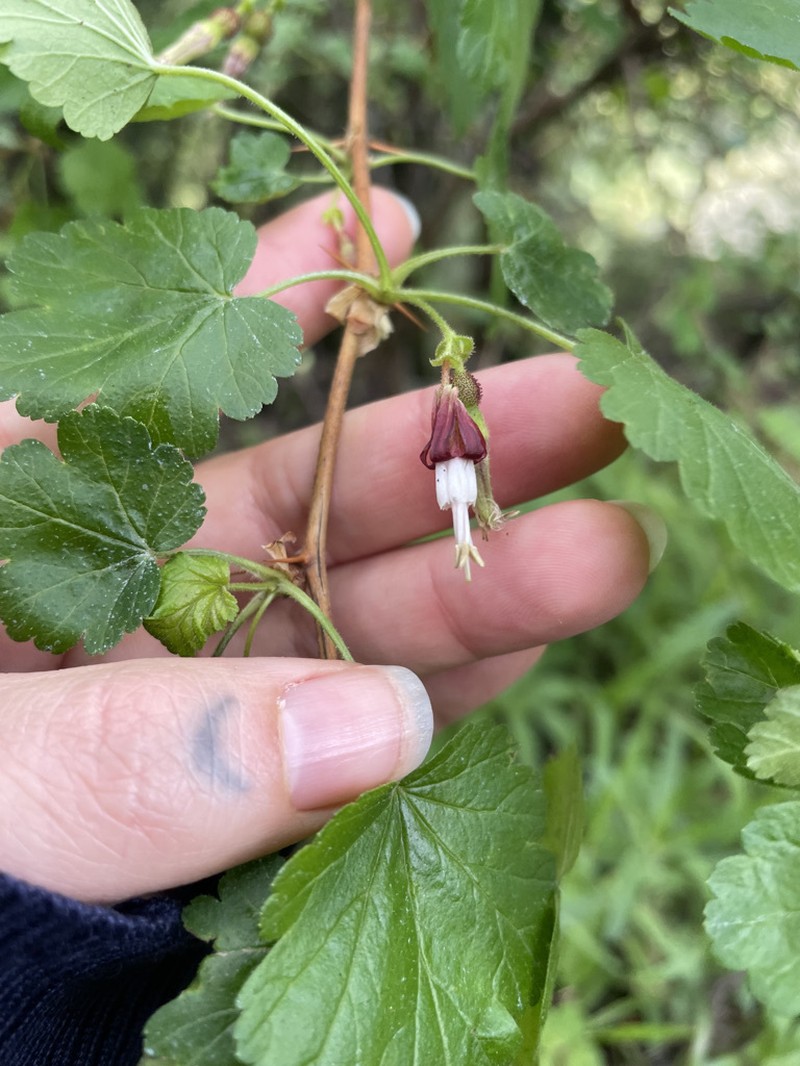 Canyon Gooseberry photo 7