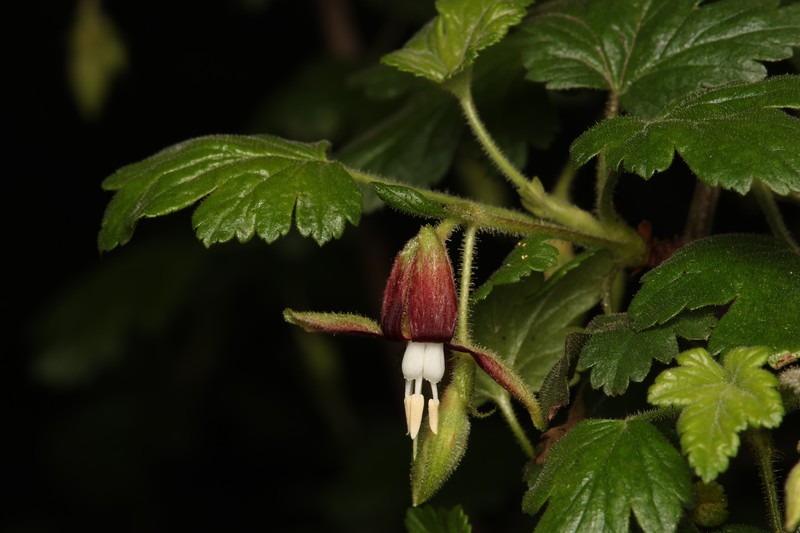 Ribes menziesii var. ixoderme
