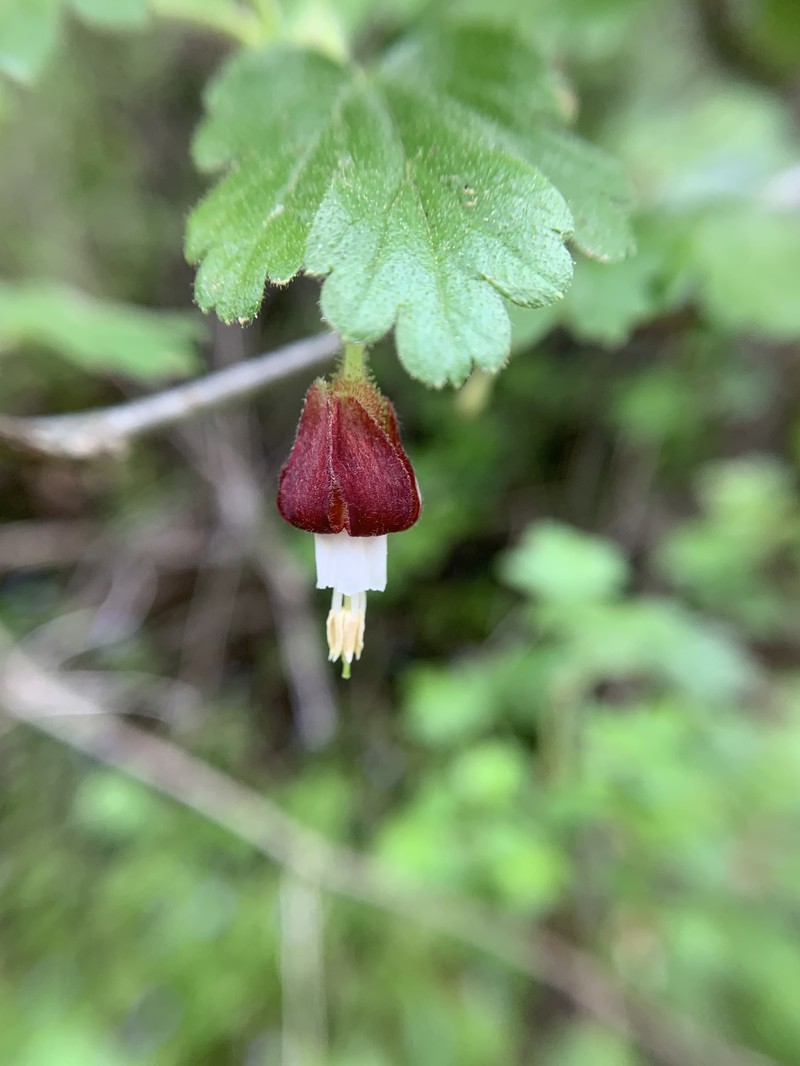 Ribes menziesii var. ixoderme photo 2