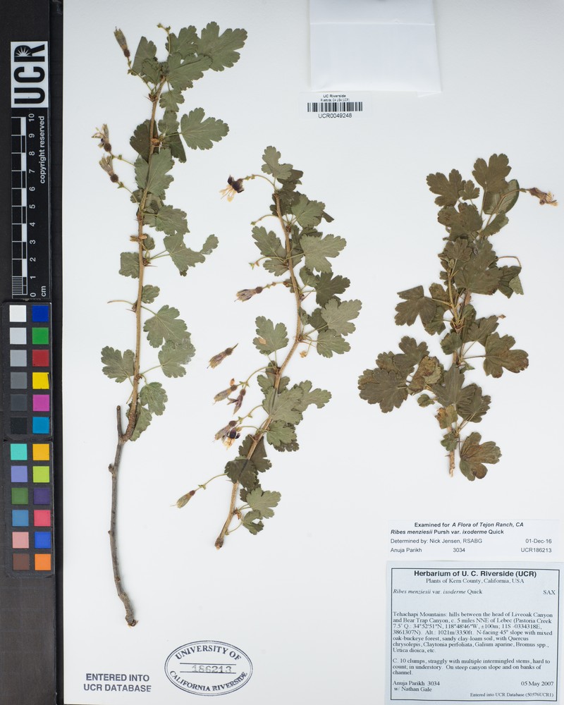 Ribes menziesii var. ixoderme photo 4