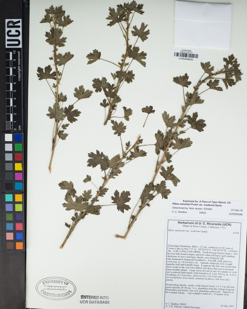 Ribes menziesii var. ixoderme photo 6