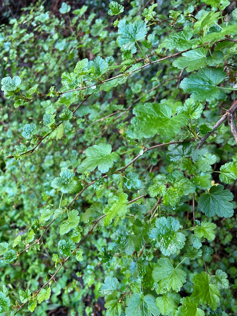 Ribes menziesii var. menziesii