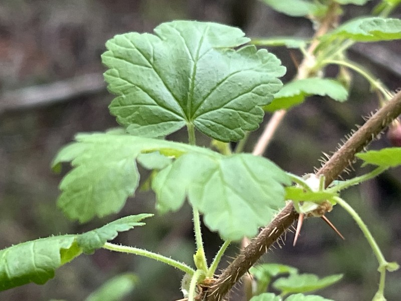 Ribes menziesii var. menziesii photo 2