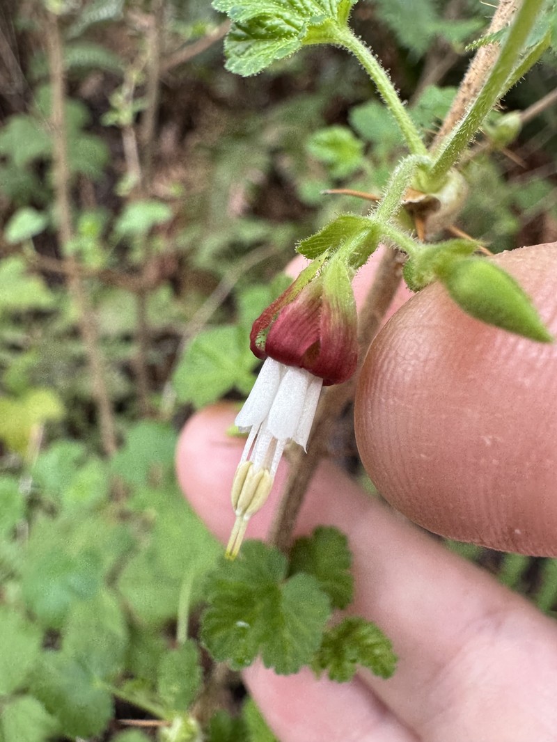 Ribes menziesii var. menziesii photo 3
