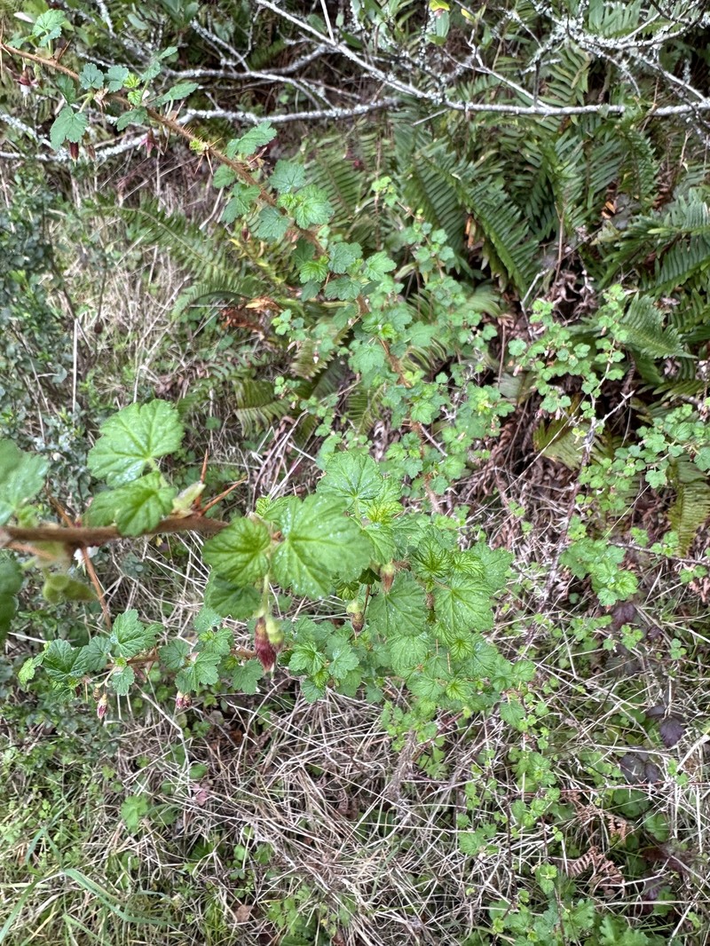 Ribes menziesii var. menziesii photo 5