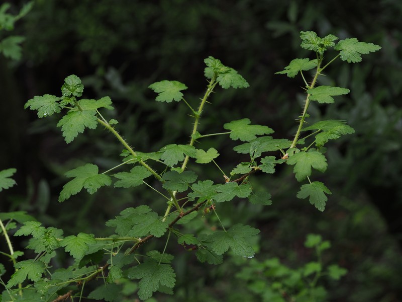 Ribes menziesii var. menziesii photo 7