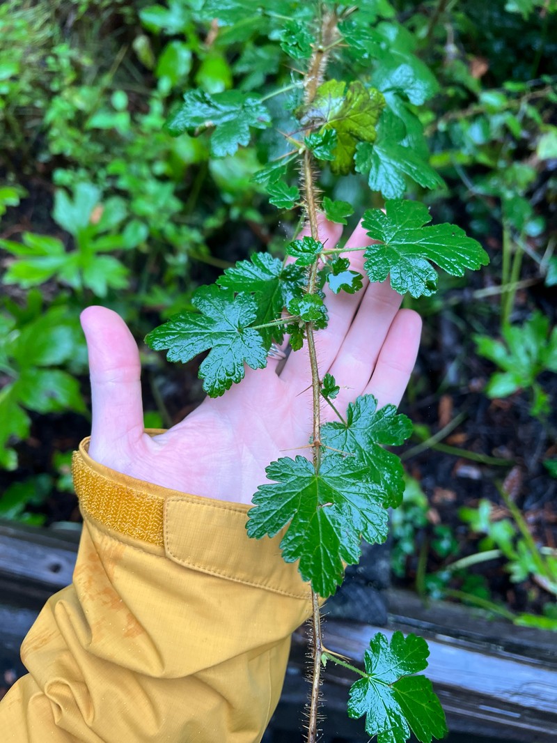 Ribes menziesii var. menziesii photo 8
