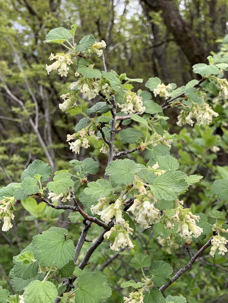 Mescalero Currant