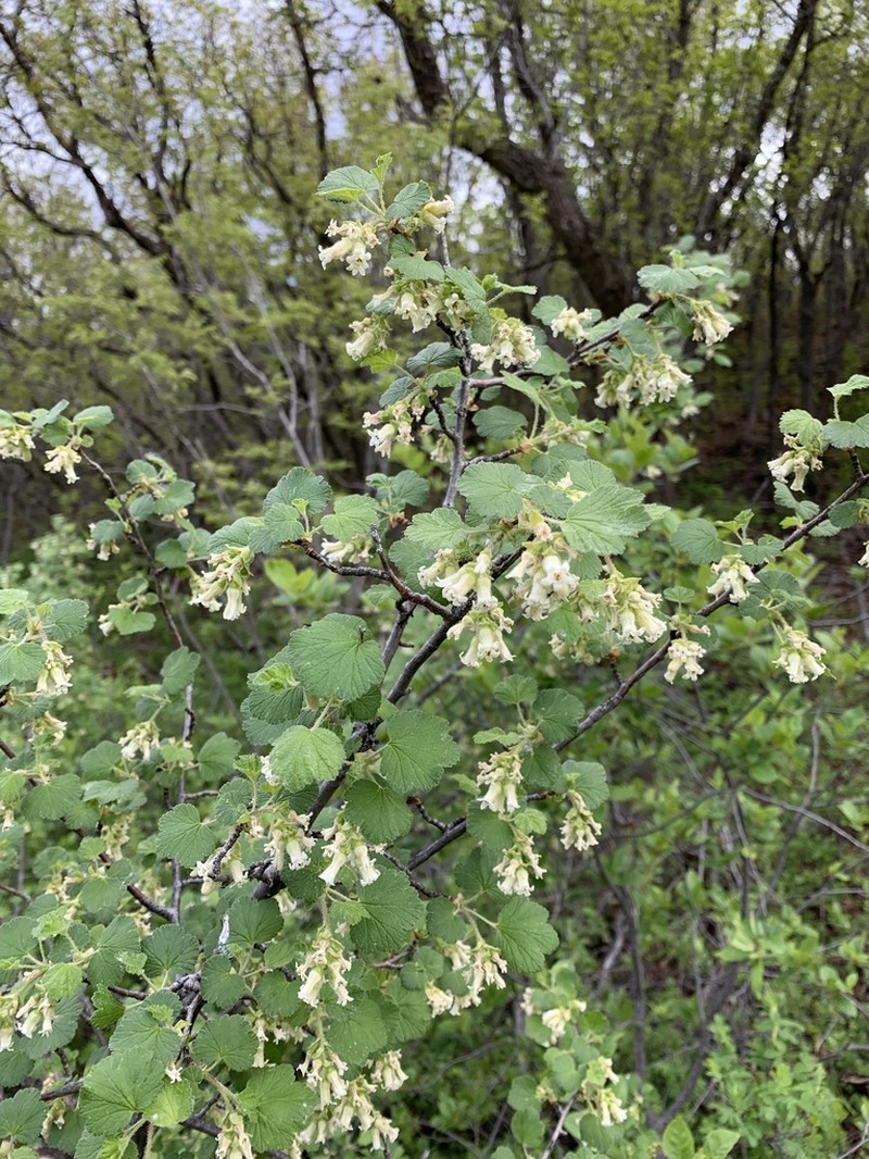 Mescalero Currant photo 2