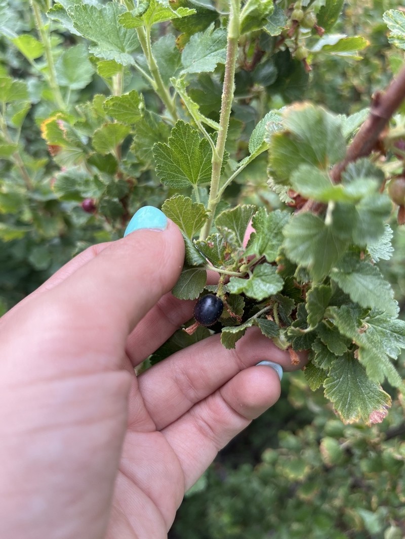 Mescalero Currant photo 3