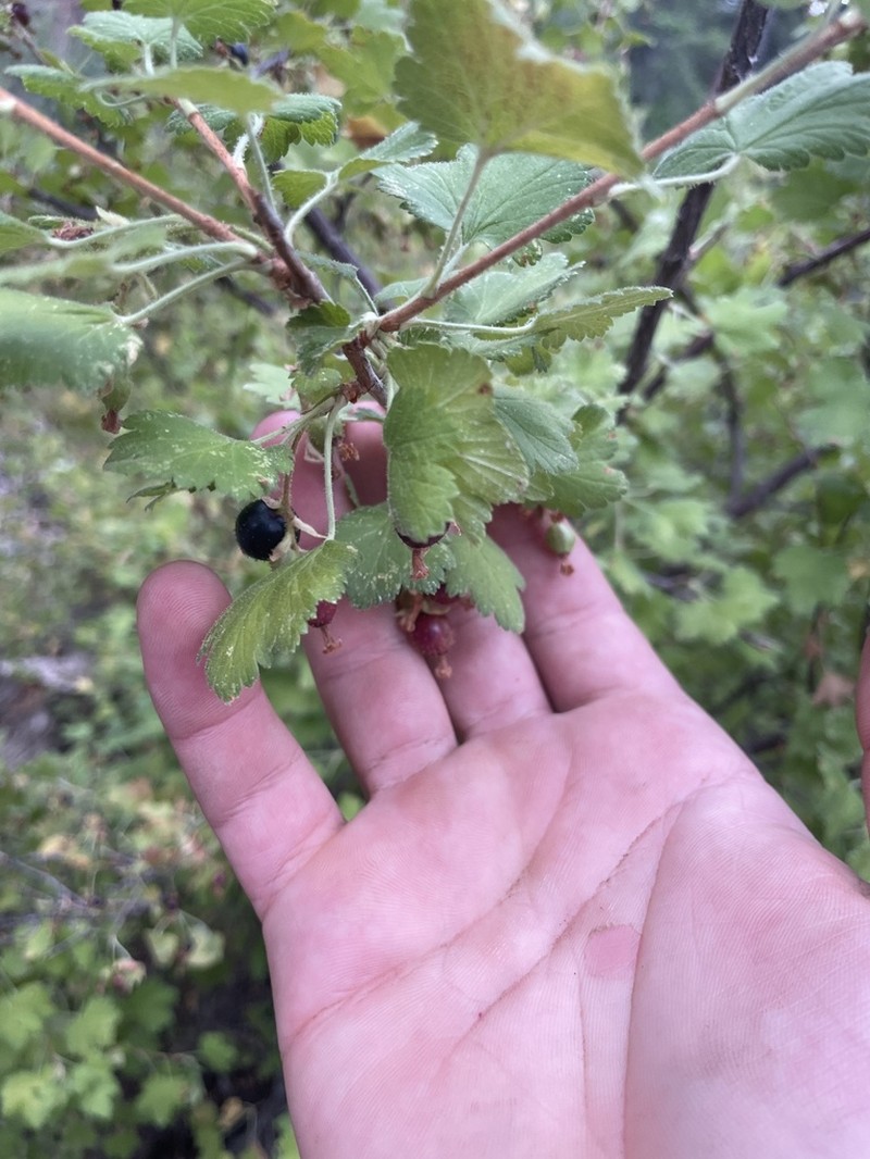 Mescalero Currant photo 4