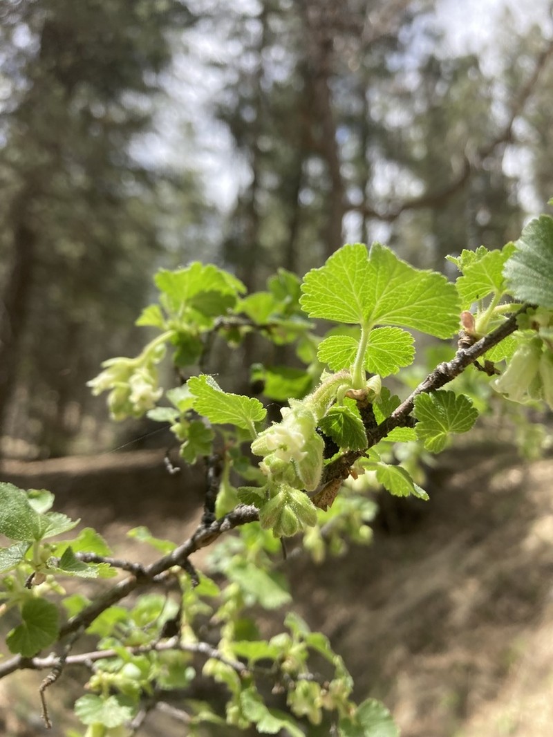 Mescalero Currant photo 5