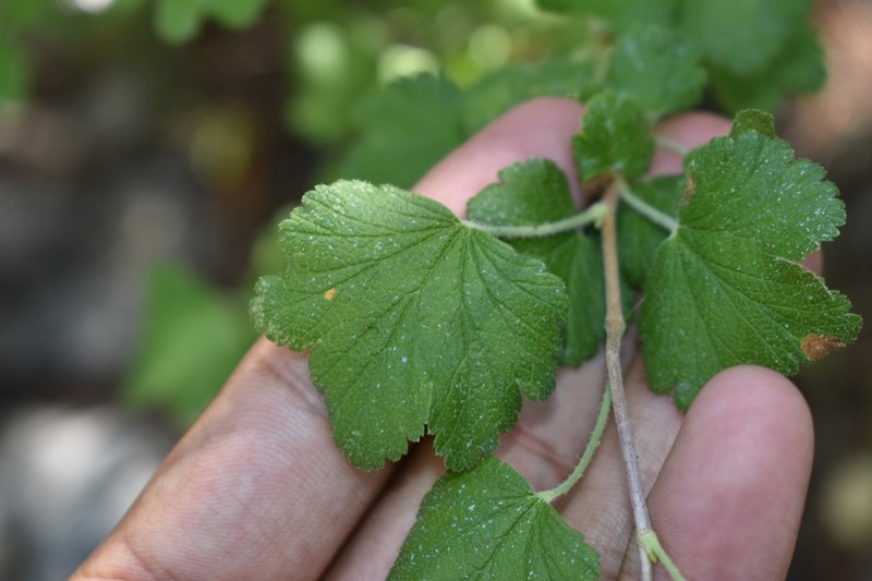 Mescalero Currant photo 6