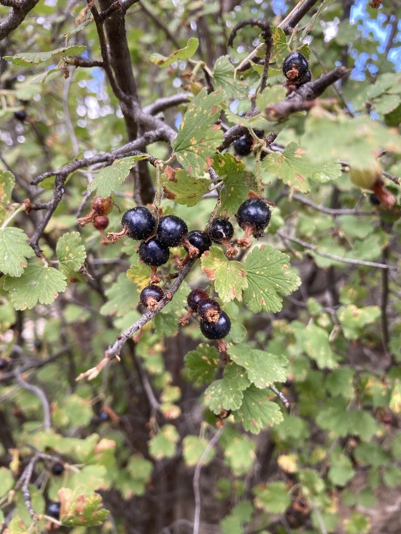 Mescalero Currant photo 7