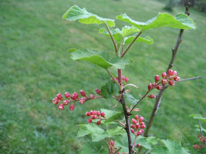 Ribes meyeri