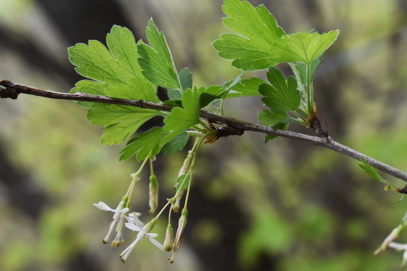 Missouri Gooseberry photo 4