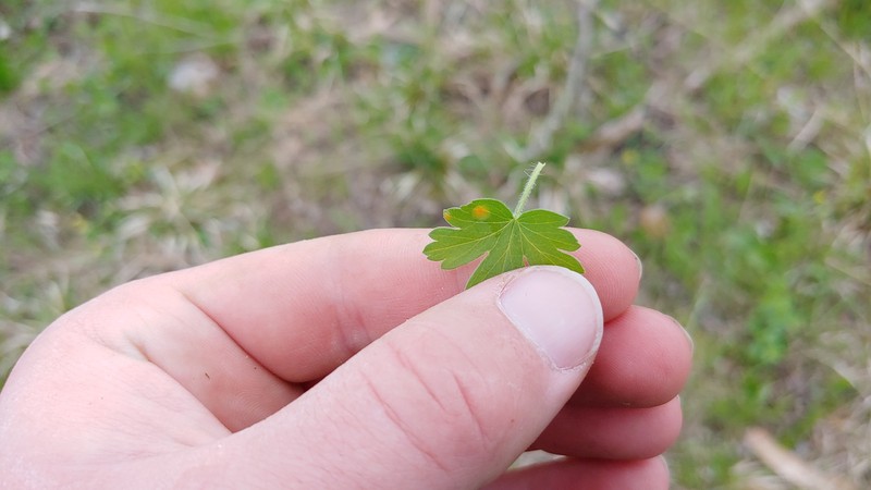 Missouri Gooseberry photo 5