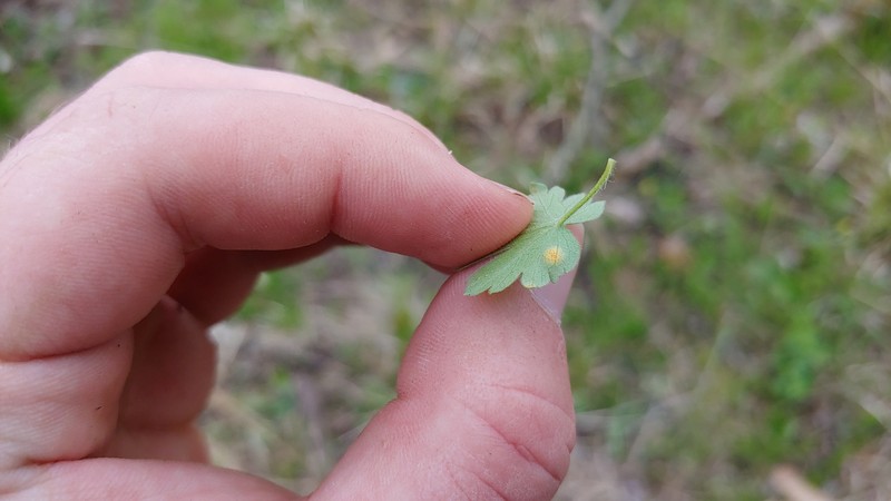 Missouri Gooseberry photo 6