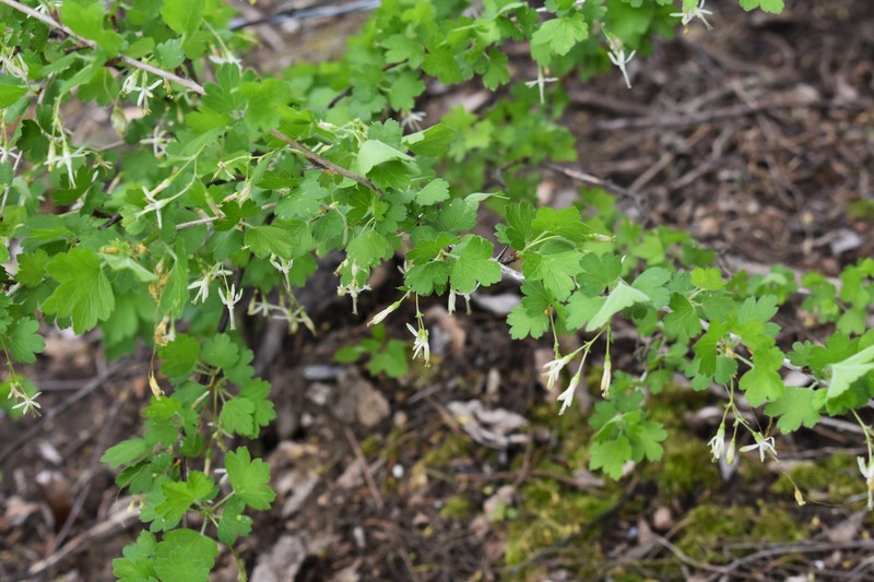 Missouri Gooseberry photo 2
