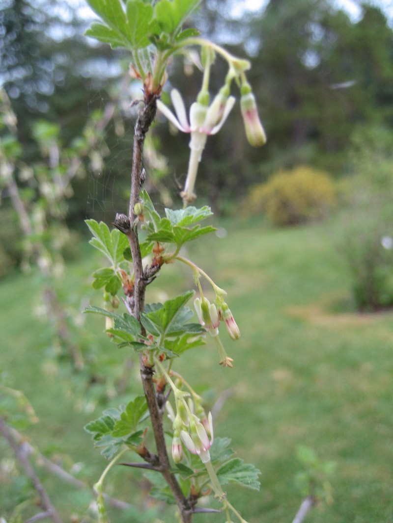 Missouri Gooseberry photo 3