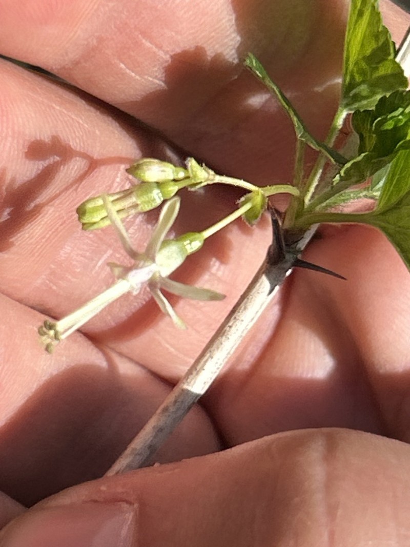 Missouri Gooseberry photo 3