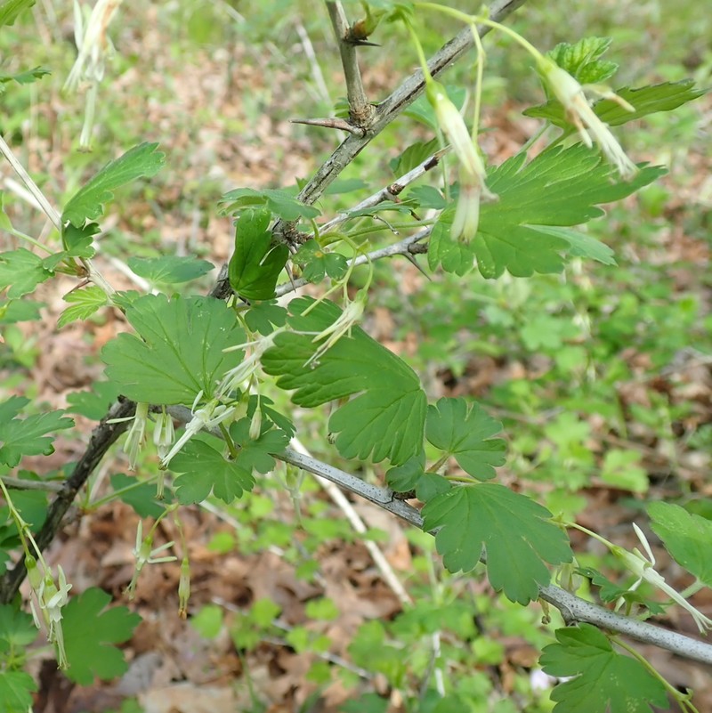 Missouri Gooseberry photo 4
