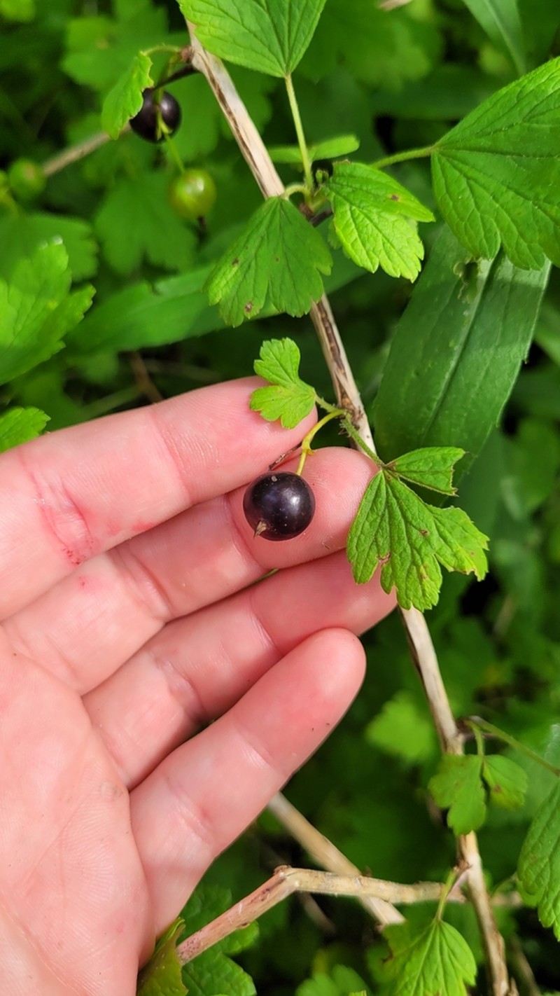 Missouri Gooseberry photo 5