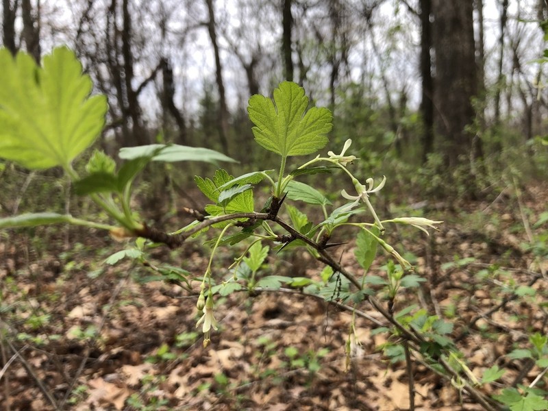 Missouri Gooseberry photo 6