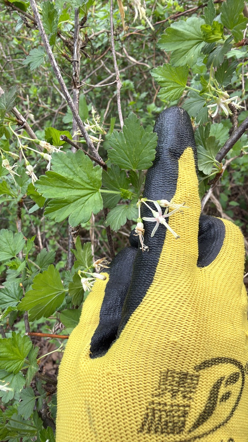 Missouri Gooseberry photo 7
