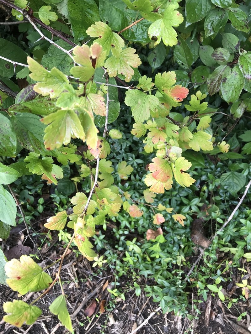 Missouri Gooseberry photo 8