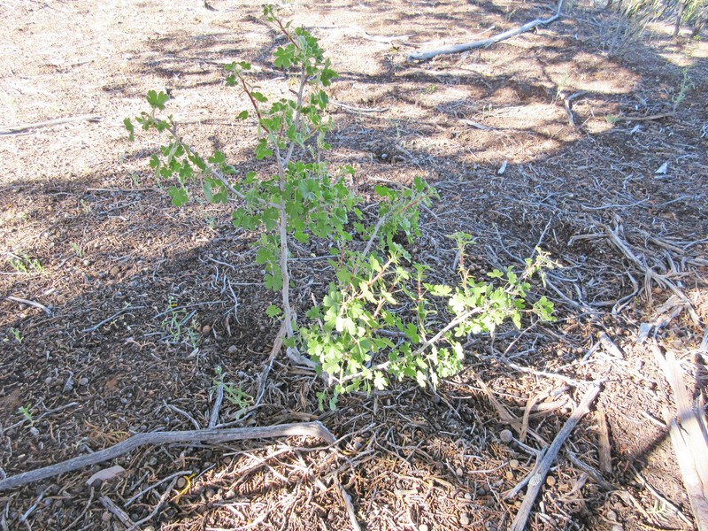 Gooseberry Currant photo 2