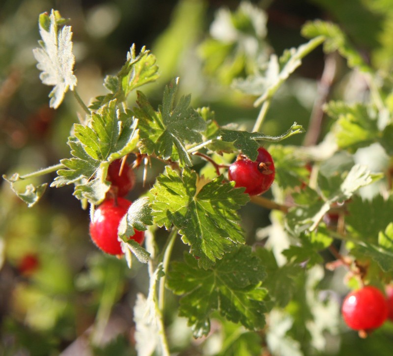 Gooseberry Currant photo 3