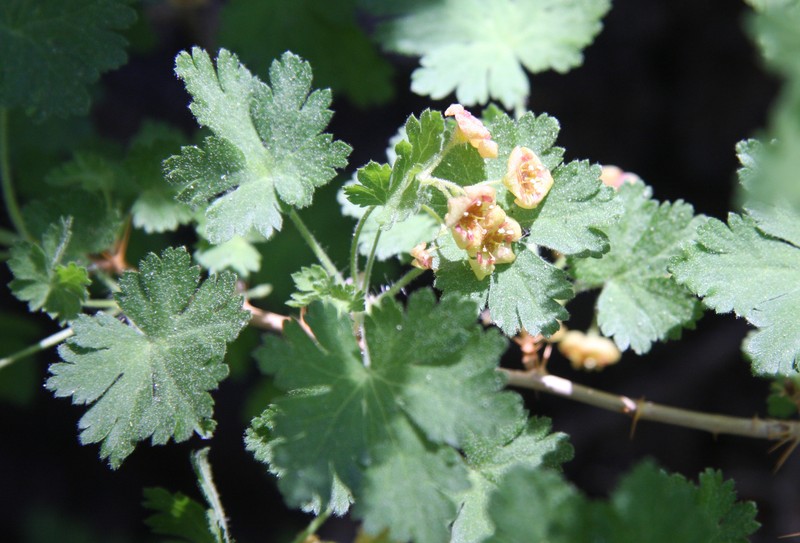 Gooseberry Currant photo 4
