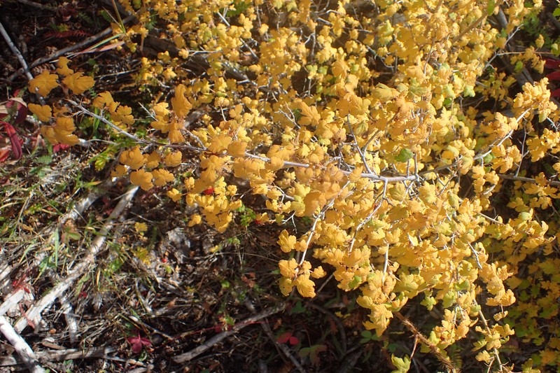 Gooseberry Currant photo 5