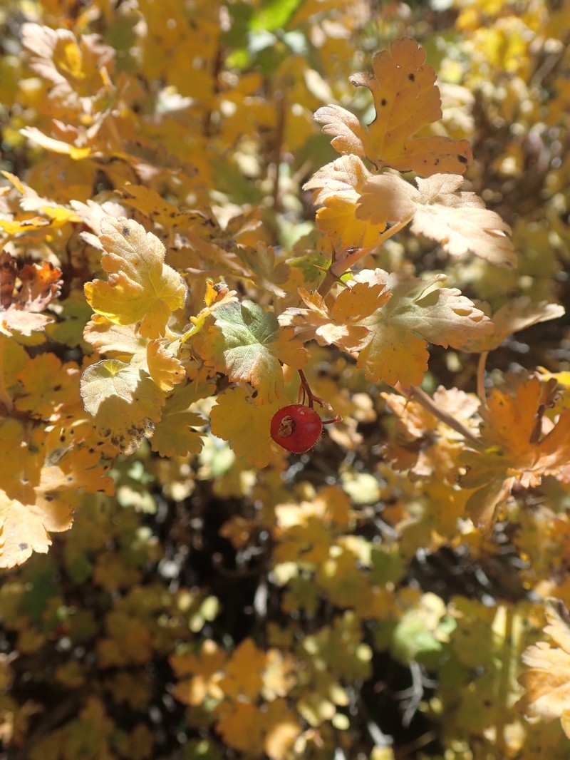 Gooseberry Currant photo 6