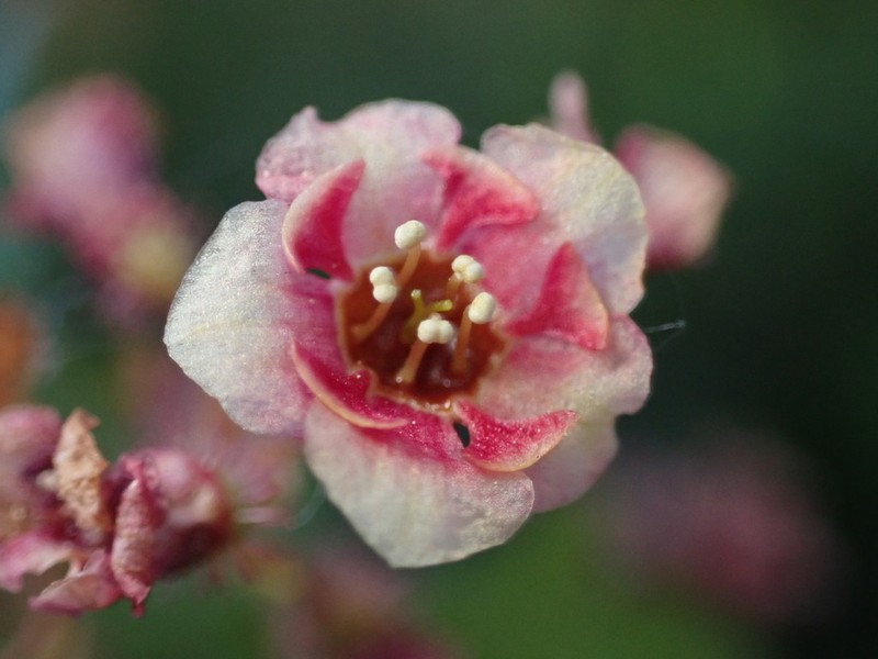 Gooseberry Currant photo 5