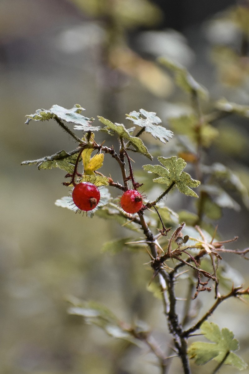 Gooseberry Currant photo 6