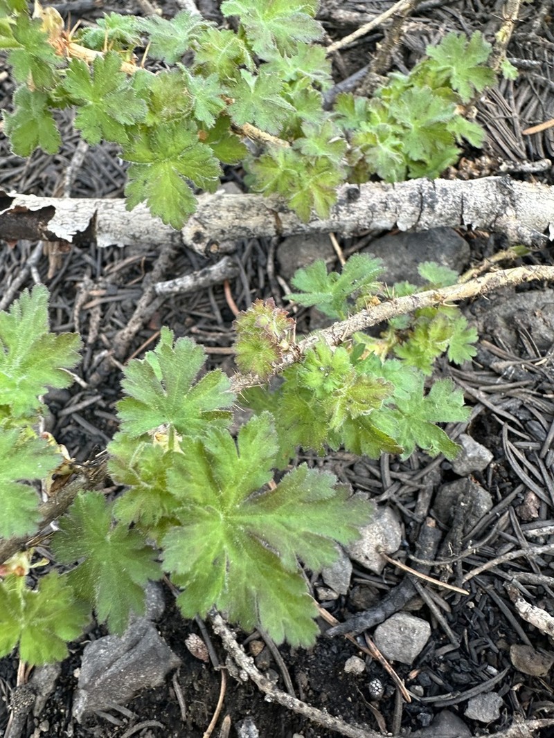 Gooseberry Currant photo 7
