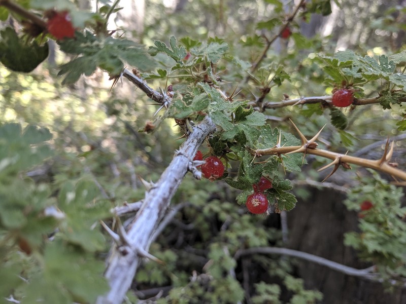 Gooseberry Currant photo 8