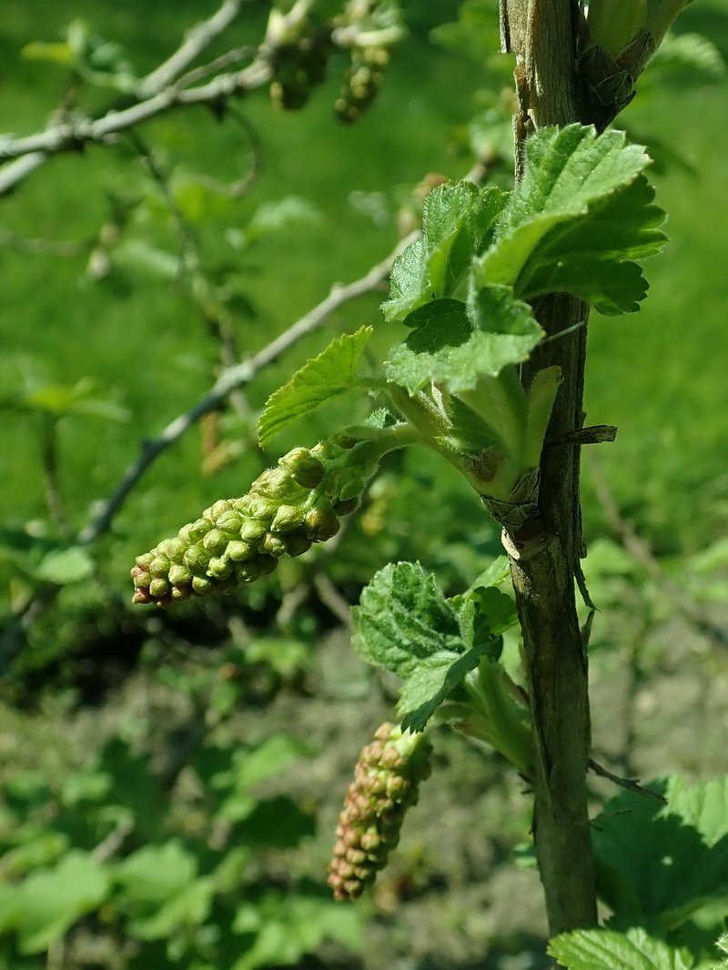 Manyflower Currant