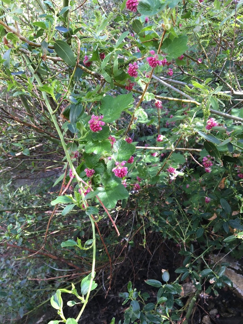 Sierra Currant photo 3