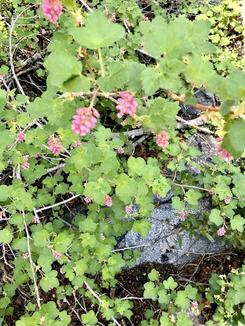Sierra Currant photo 4