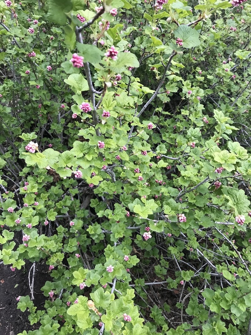 Sierra Currant photo 5
