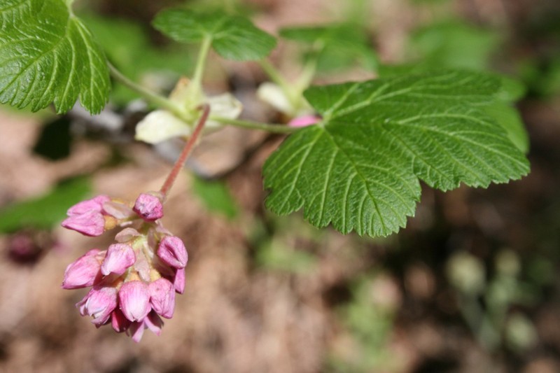 Sierra Currant photo 6