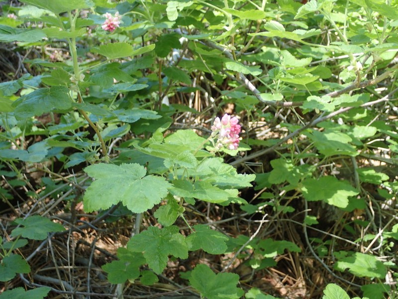 Sierra Currant photo 7