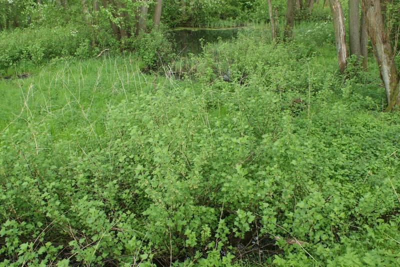 European Black Currant photo 2