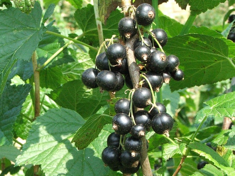 European Black Currant