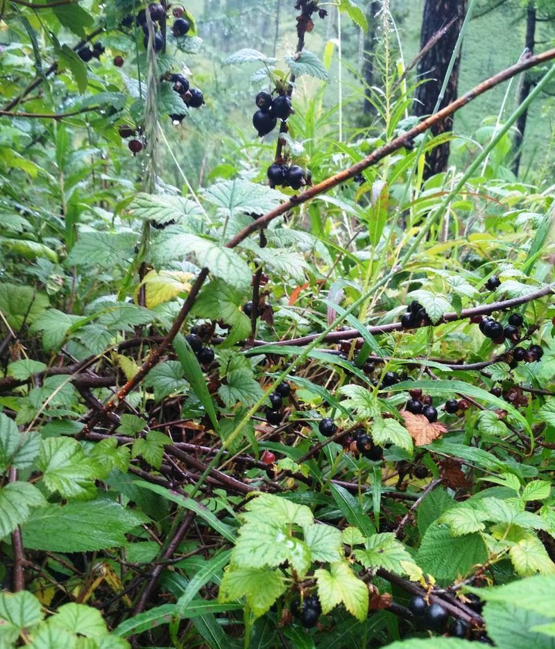 European Black Currant photo 3