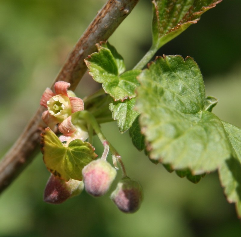 European Black Currant photo 4
