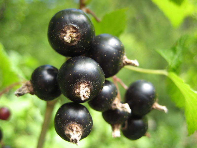 European Black Currant photo 5